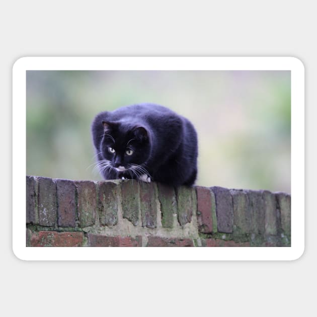 cat sat on wall looking down at something moving below Sticker by acolename1